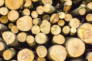 Pile of wood logs photo