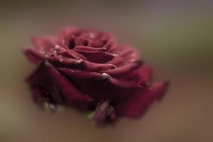 Deep red rose photo
