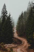 Moody brown dirt road 