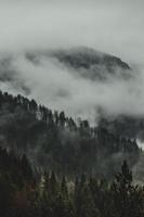 Green trees covered by white clouds photo