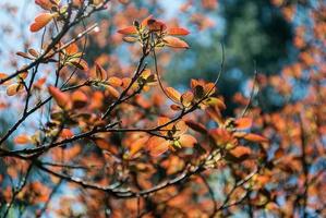 cerca de las ramas de los árboles foto