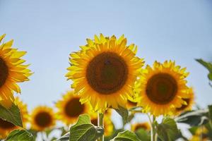 Close up of sunflower field photo