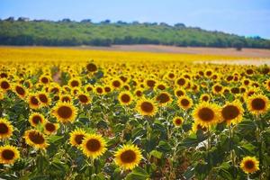 Bright sunflower field photo