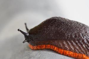 Cerca de un caracol de jardín foto