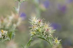 Wild lilac and thorns  photo