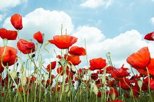 Wild poppies in a field photo