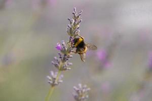 vista cercana de una abeja foto