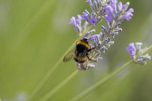 A bee on a lavender plant photo