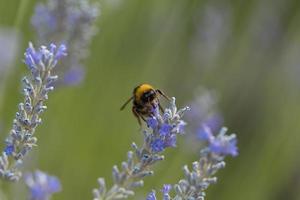 Bee on lavender during the day photo