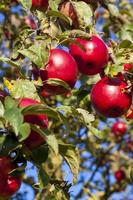 manzanas rojas en un árbol foto