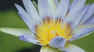 Close-up of a blue and yellow lotus flower photo