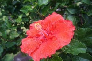 Red hibiscus flower photo