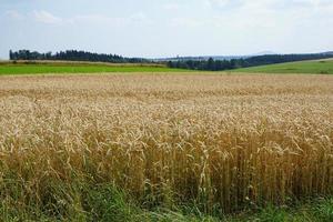 Summer landscape with wheat field photo