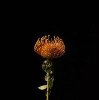 Orange petaled flower photo