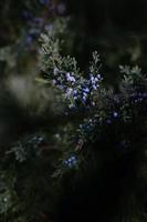 Close-up of juniper berries photo