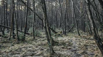 árboles del bosque místico foto