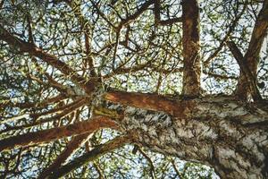 vista a nivel del suelo del árbol foto