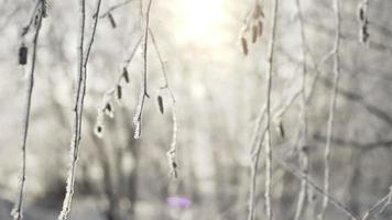 Frost falling from winter tree slowmotion video