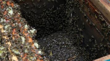 el grupo de abejas en la colmena. preparaciones antes de mecer la miel video
