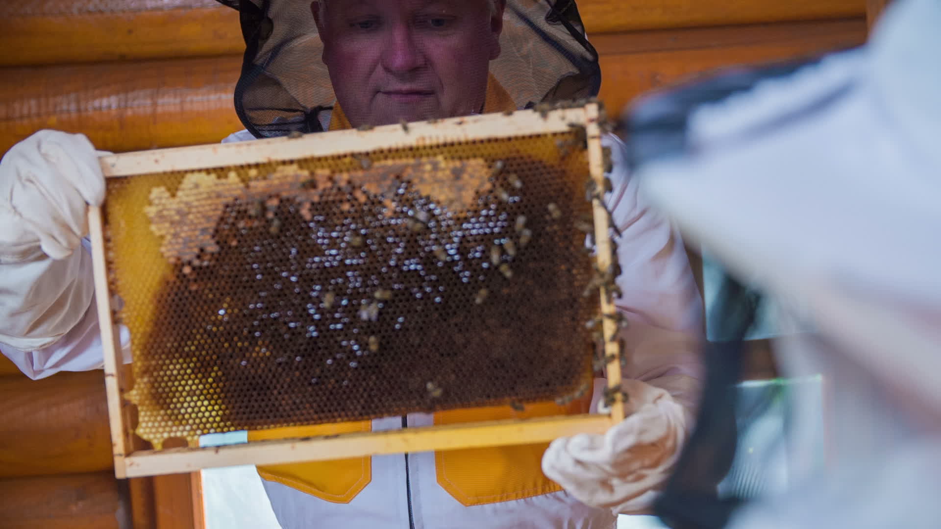 Elderly Bee Keeper Showing The Penal From The Behive Stock Video At Vecteezy Elderly Bee Keeper Showing The Penal From The Behive Stock Video At Vecteezy