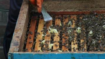 de groep bijen in de korf. voorbereidingen voor het schommelen van honing
