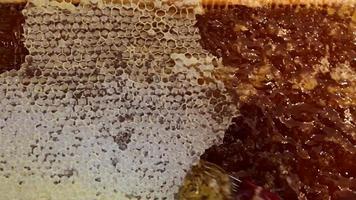 cadre en nid d'abeille beaucoup de miel video