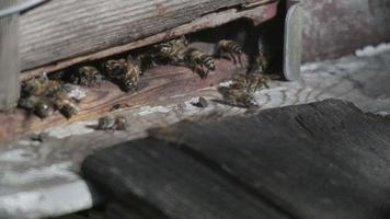 abelha voando na frente de uma colmeia