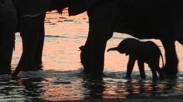 elefantflock och nyfött barn, okavangodelta, botswana