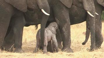 bambino elefante appena nato che lotta per i suoi piedi, Botswana