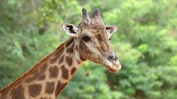 giraffa video