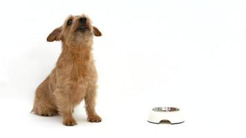 cachorro terrier norfolk comendo comida 4k video