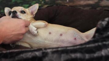 Mann streichelt schwangere Chihuahua video