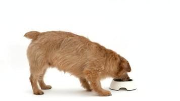chien de terrier norfolk mangeant de la nourriture 4k video