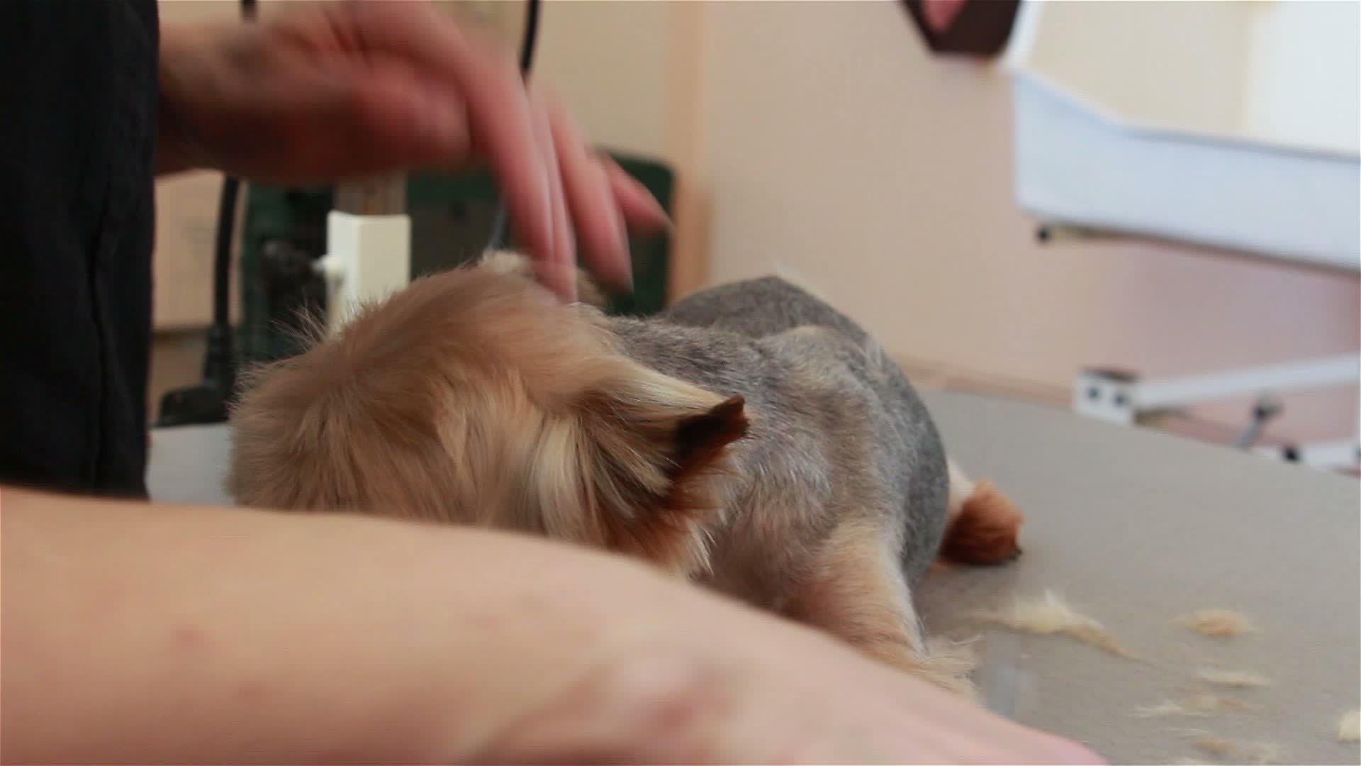 Groomer using thinning shears to cut hair from muzzle of Yorkshire terrier 1272861 Stock Video