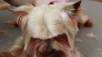 Groomer using thinning shears to cut hair from muzzle of Yorkshire terrier