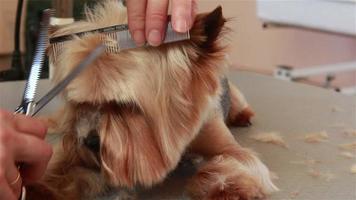 aparador usando tesouras de desbaste para cortar o cabelo do focinho do yorkshire terrier
