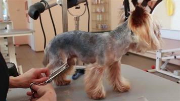 yorkshire terrier aseo video
