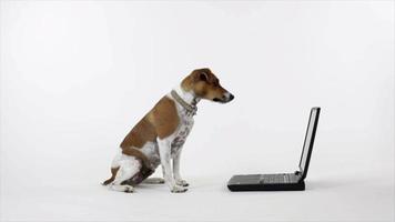hund som läser den bärbara datorn