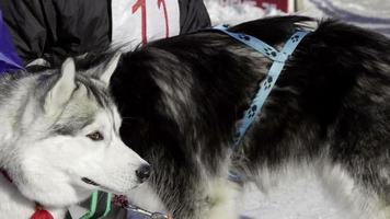 Wettbewerb im Schlittenhunderennen und Skijöring