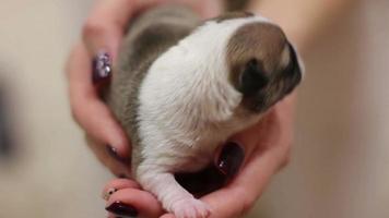 close up of puppy of chihuhua in women hands