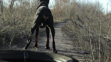 strong Doberman dog training, running team in the harness with the tire of the car weight pulling 6 video