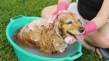 Bathing Female Cocker Dog (HD)