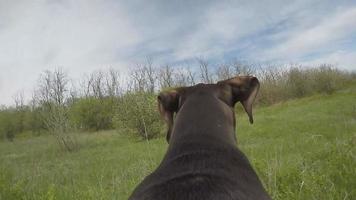 Jägerhund läuft mit Kamera auf dem Rücken.