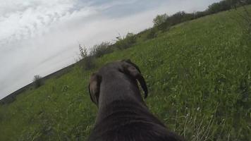 Jägerhund läuft mit Kamera auf dem Rücken. video