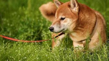 perro shiba inu se encuentra en un prado