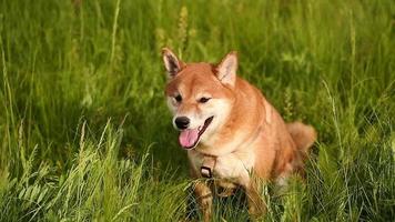 Hund Shiba Inu auf einer Wiese