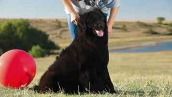 Woman With Newfoundland Dog Outdoor