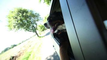 Berner Sennenhund im Auto video