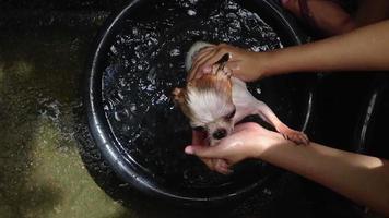 chihuahua hond wassen video