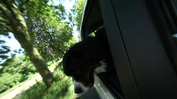 Bernese Mountain Dog in car video